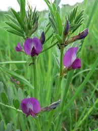 Image result for Vicia angustifolia