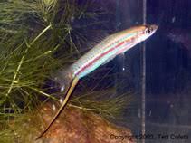 Image result for Xiphophorus clemenciae