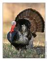 Eastern wild <b>turkey</b> (Meleagris