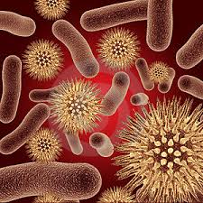 Bacteria come in various shapes.