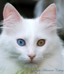 Image result for angora cat