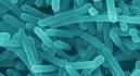 MINA Breaking News - Health scare: LISTERIA bacteria takes the.