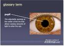 Eye Dilation - Retina Surgeon, Tampa Bay, Florida