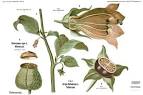 Family: <b>Solanaceae</b>