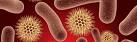 <b>Bacteriology</b>