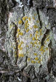 Image result for Lecanora willeyi