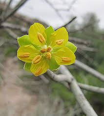 Image result for "Bulnesia retama" OR "Bulnesia macrocarpa" OR "Bulnesia retama var. weberbaueri" OR "Zygophyllum retama"