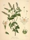 (<b>Mentha</b> spicata printed as