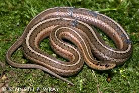 Image result for Thamnophis brachystoma