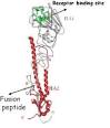 Le clivage de l'<b>hémagglutinine</b>