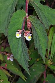 Image result for "Begonia leptostyla"