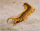 Centipede Bites and Treatment - DesertUSA