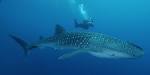 Whale Shark Research Divers