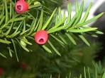 Taxaceae <b>Taxus</b> baccata