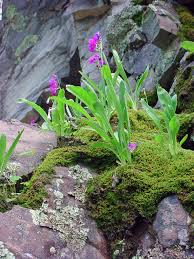 Image result for Primula rusbyi