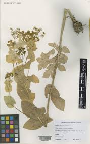 Image result for "Smyrnium perfoliatum subsp. perfoliatum"