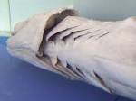 File:Frilled shark throat.jpg - Wikimedia Commons
