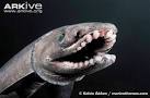 Frilled shark videos, photos and facts - Chlamydoselachus.
