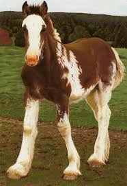 charlie and angle are going to have a FOAL! - Page 3 Images?q=tbn:ANd9GcS2-mPPII3af1suu6M8SiSzYHSVt9lVp_frOjbFG5_E7nVyOfiE