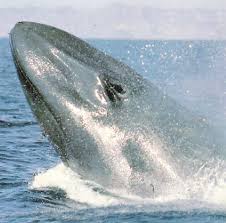 الحوت الازرق العملاق (ملك البحار) و الحوت القاتل (وحش البحار) Images?q=tbn:ANd9GcS2TuYpQjapSin3zRdvgQ9D6RH6FFZCmp_1JLQrXMF47-8SDbgE