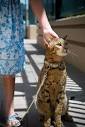 Godammit, I'm Mad! » Blog Archive » Exotic Pets, For The Idiot In ...