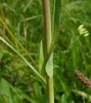 Stems: <b>Sonchus</b> arvensis.