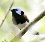 File:Lovely fairywren portland08.JPG - Wikipedia, the free ...