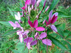Floridata: <b>Cleome</b> hassleriana
