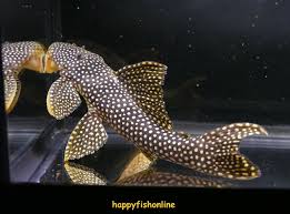 Image result for L253 Yellow Royal Pleco