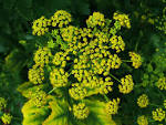 File:<b>Pastinaca</b> sativa 002.JPG