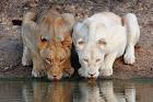 BREAKING NEWS - 10th February - WHITE LIONs Return!!!