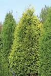 Gold™ - Arborvitae - <b>Thuja</b>