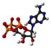 <b>Adenosine triphosphate</b>