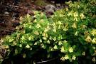 <b>Astragalus membranaceus</b> in