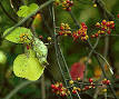 <b>Celastraceae</b>