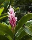 Hawaii Flora 10 Photograph by Charlie Osborn - Hawaii Flora 10 ...