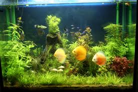 Aquarium freshwater fish for home 