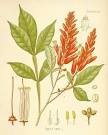 <b>Quassia</b> Wood