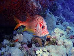 Rotes Meer, roter Fisch - Bild \u0026amp; Foto von Detlef Hasse aus UW ... - 13213489