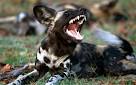 Boy mauled after falling into pit of wild dogs at zoo - Telegraph