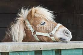 Pony im Stall von Beate Sorg, lizenzfreies Foto #23614126 auf Fotolia. - 400_F_23614126_AnWZh8Ixz76vBxUJ2BA1uLwnBtXlNstO