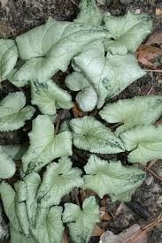 Image result for Cyclamen hederifolium Narrow-leafed Form Silver