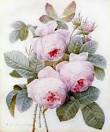 The Botanical Prints of Pierre-Joseph Redouté (1759-1840) « Jane ...