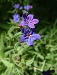 <b>Lithospermum</b>