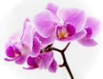 Orchid | Carddit