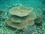ARETHA 愛哈啦~: 帛琉-藍色珊瑚礁