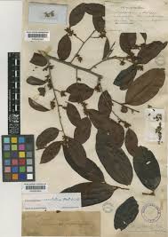 Image result for "Chrysophyllum revolutum"
