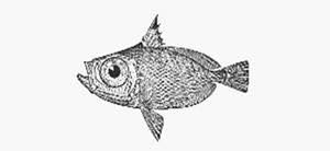 Image result for "Cyttus hololepis"