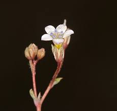 Image result for "Gilia ochroleuca ssp. ochroleuca"