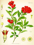 (<b>Punicaceae</b>) Granatapfel